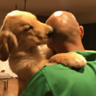 大型犬の画像下さい