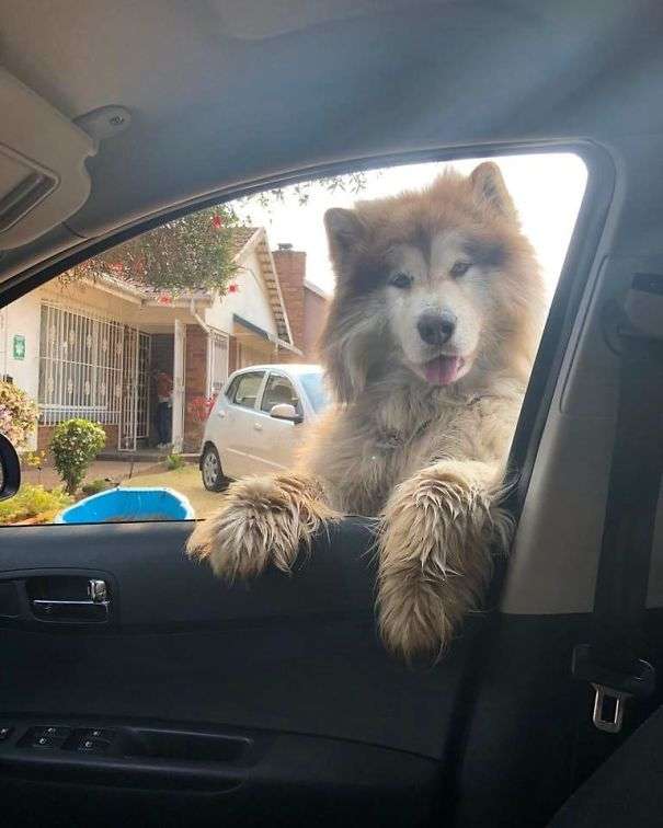 大型犬の画像下さい