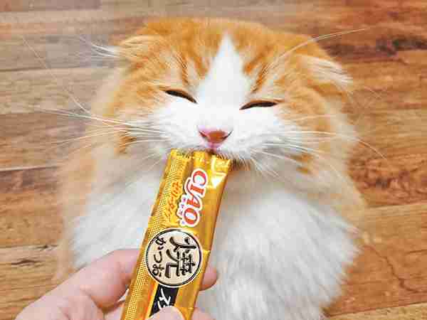 保護猫の譲渡会行ったことある方