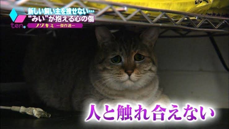 保護猫の譲渡会行ったことある方