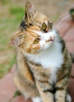 保護猫の譲渡会行ったことある方