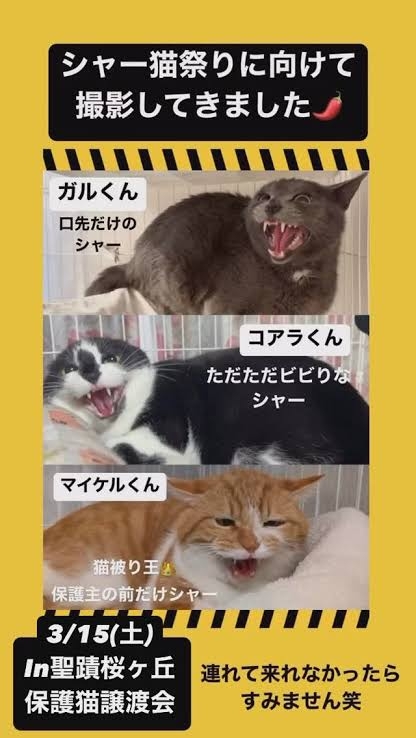 保護猫の譲渡会行ったことある方