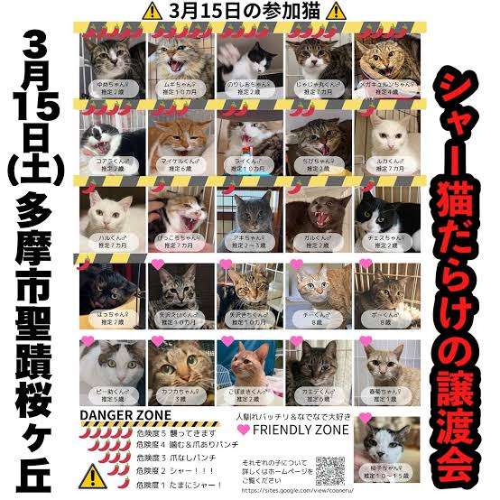保護猫の譲渡会行ったことある方