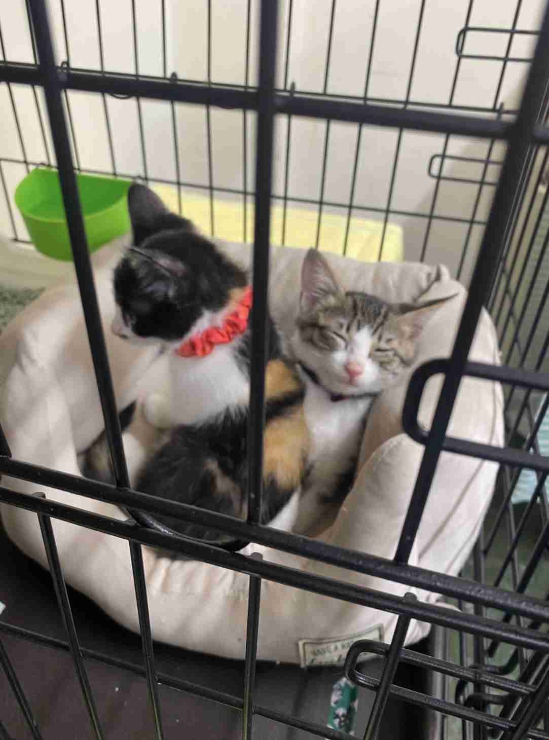 保護猫の譲渡会行ったことある方