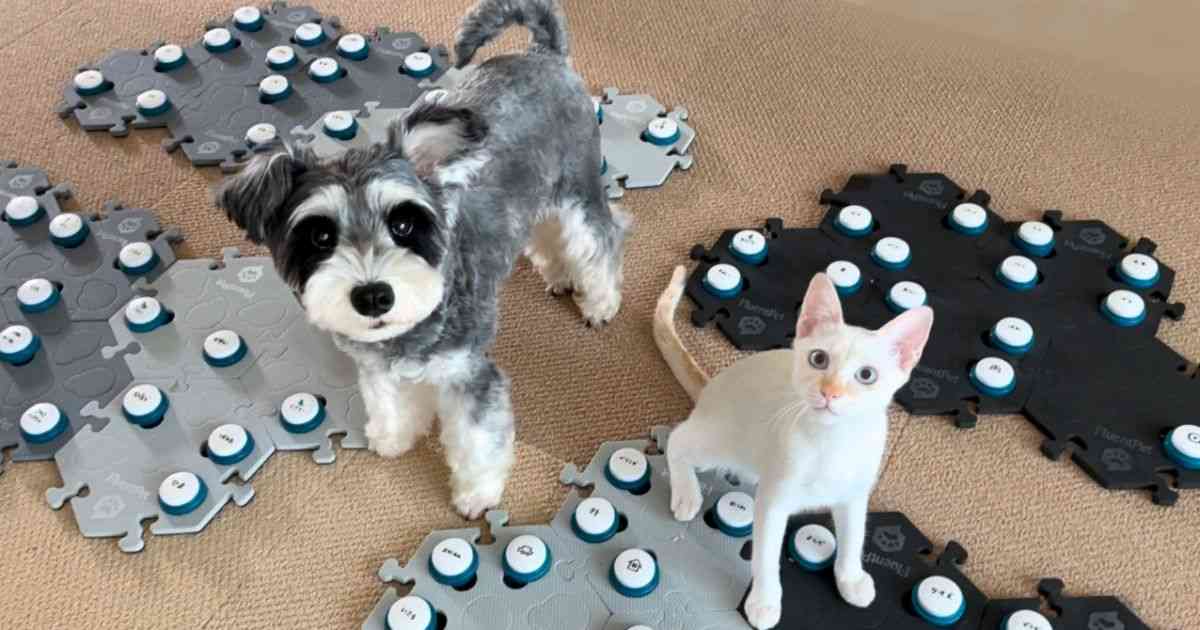 動物系youtubeのおすすめありますか？