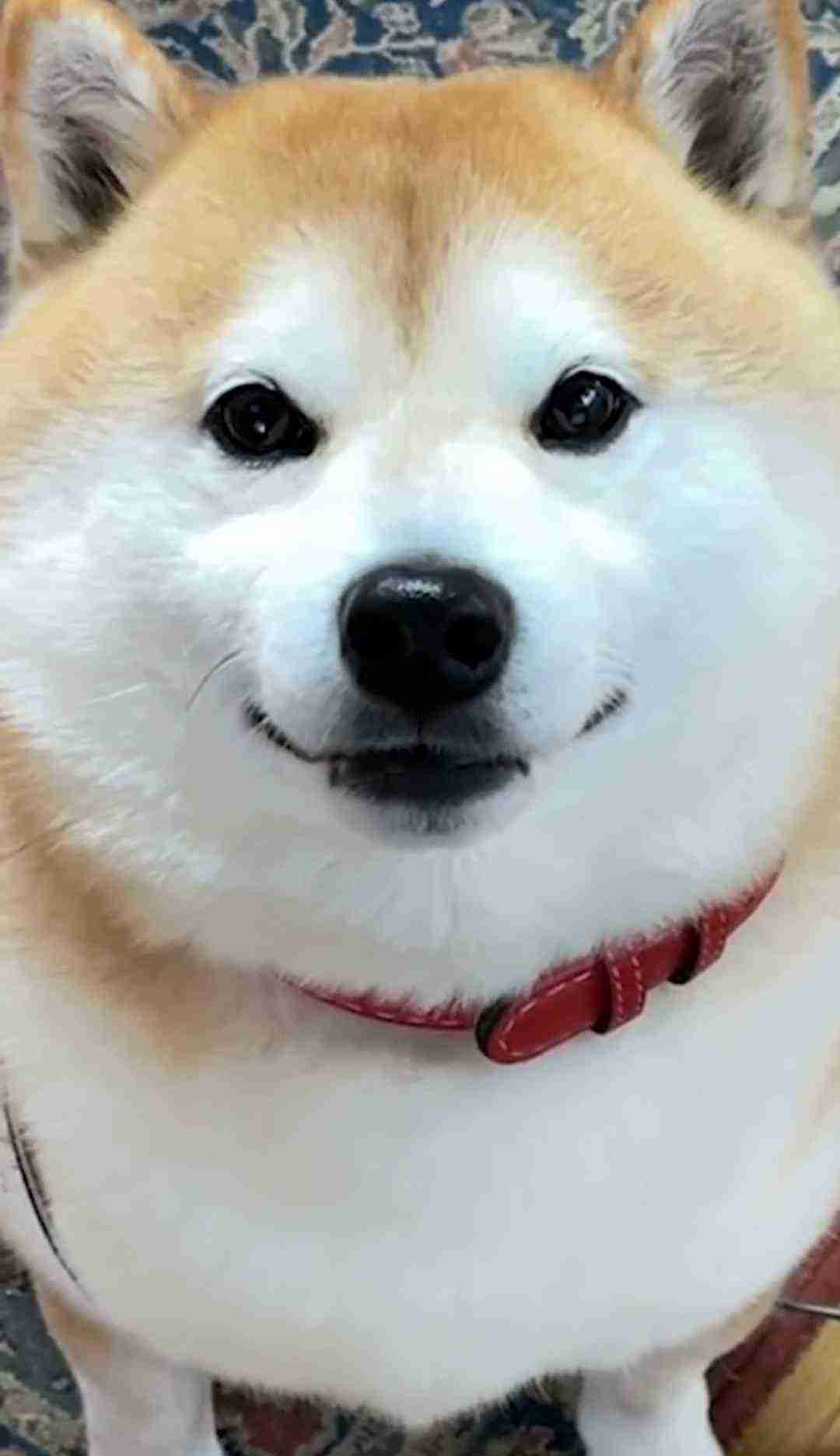 動物系youtubeのおすすめありますか？