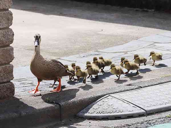 動物系youtubeのおすすめありますか？