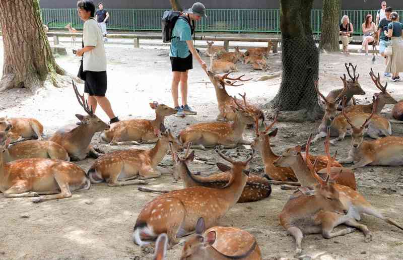 動物系youtubeのおすすめありますか？