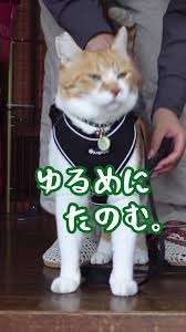 賛否両論ある《猫のお散歩》は本当に必要?飼い主が知っておきたい3つのこと