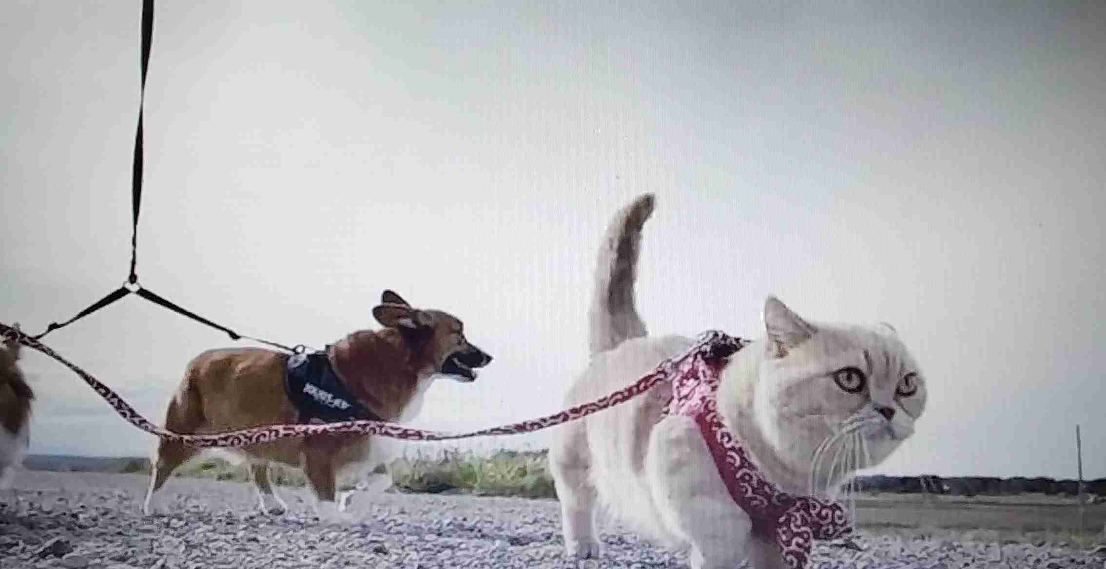 賛否両論ある《猫のお散歩》は本当に必要?飼い主が知っておきたい3つのこと