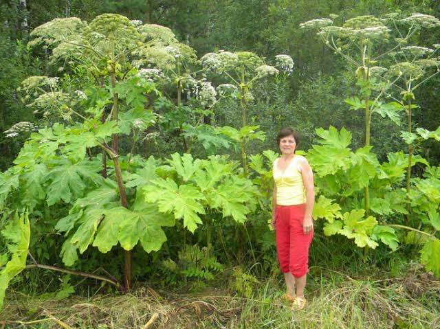 見つけても触らないで! またバイカルハナウドとみられる植物が見つかる 札幌市が緊急点検