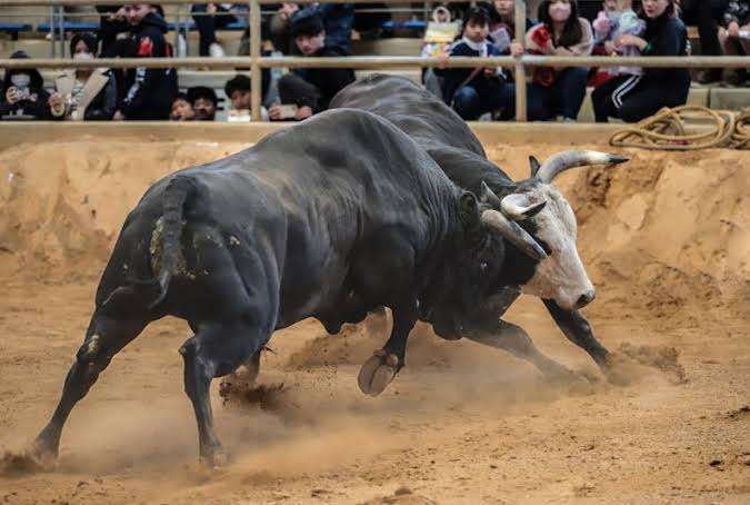 「闘鶏」は動物虐待、愛護団体が禁止訴え　沖縄県は慎重姿勢「実態把握できていない」