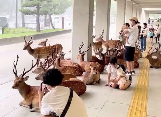 散歩中の70代男性2人立て続けに「二ホンカモシカ」に太もも“角”で突かれる　「ニホンカモシカ」その場からいなくなる　宮城・気仙沼市