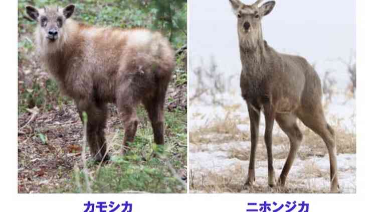 散歩中の70代男性2人立て続けに「二ホンカモシカ」に太もも“角”で突かれる　「ニホンカモシカ」その場からいなくなる　宮城・気仙沼市