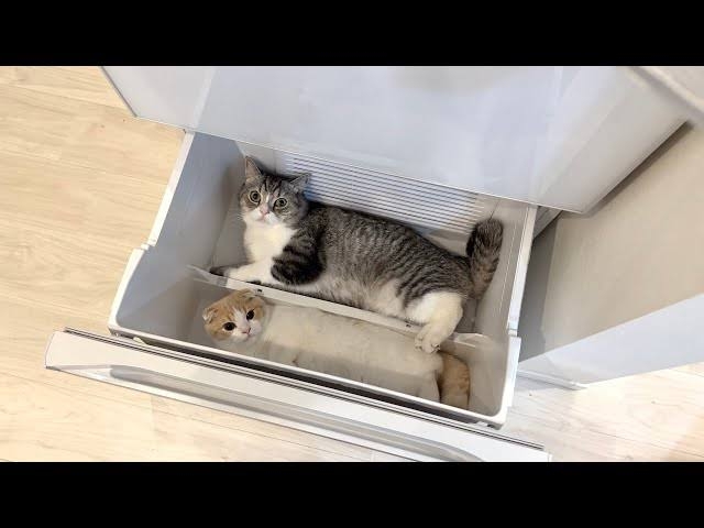 これわざとだよね？と思った画像を貼ってみるトピ