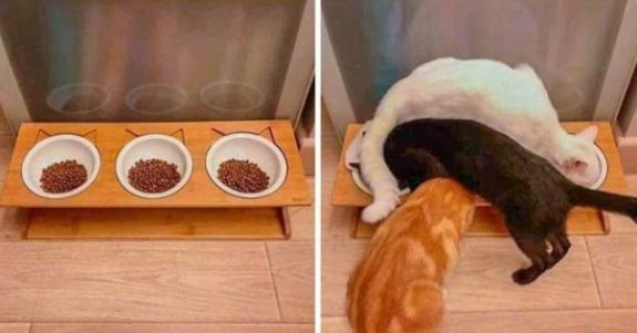これわざとだよね？と思った画像を貼ってみるトピ