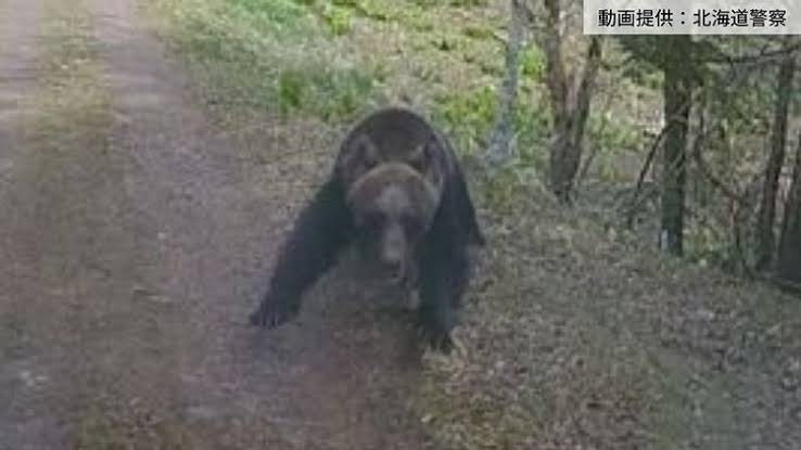 【ヒグマ速報】駆除されたクマは26歳男性を死亡させた襲撃個体であることが「DNA鑑定」で明らかに…被害者の衣服についていた体毛と唾液が母グマの肝臓と一致<北海道羅臼岳>