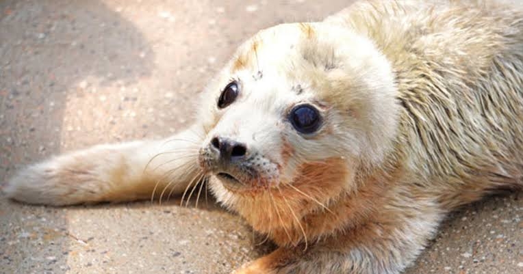 動物でホストクラブをつくるトピ 2025年・夏編