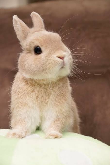 動物でホストクラブをつくるトピ 2025年・夏編