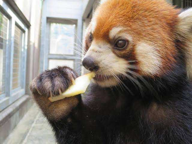 動物でホストクラブをつくるトピ 2025年・夏編