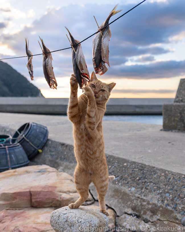 動物でホストクラブをつくるトピ 2025年・夏編