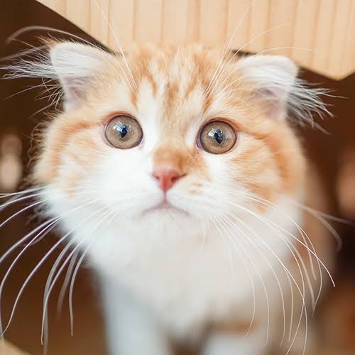 動物でホストクラブをつくるトピ 2025年・夏編
