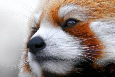 動物でホストクラブをつくるトピ 2025年・夏編