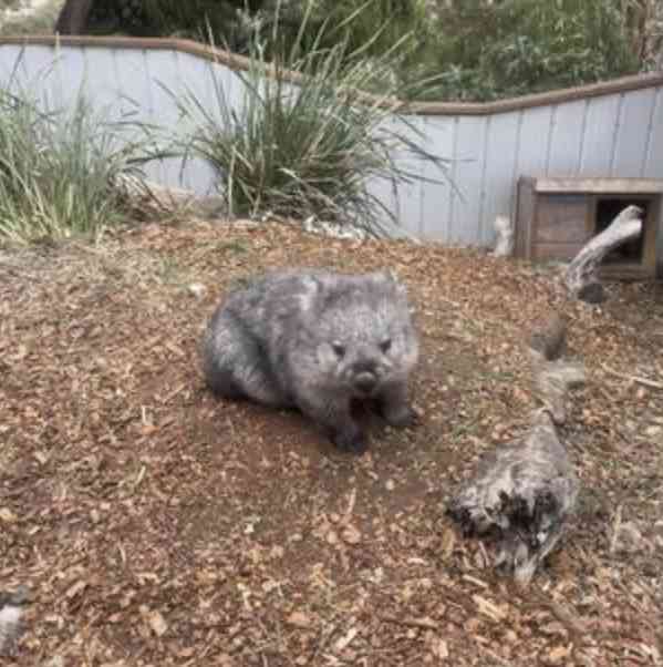 動物でホストクラブをつくるトピ 2025年・夏編