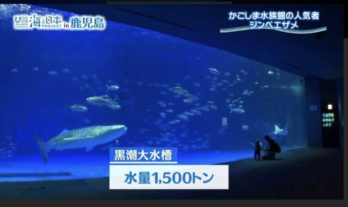 水族館の人気者、大海原へ戻る間際の悲劇――ジンベエザメ・10代目ユウユウ いけすの網に絡まる　死因は循環不全と呼吸不全　かごしま水族館