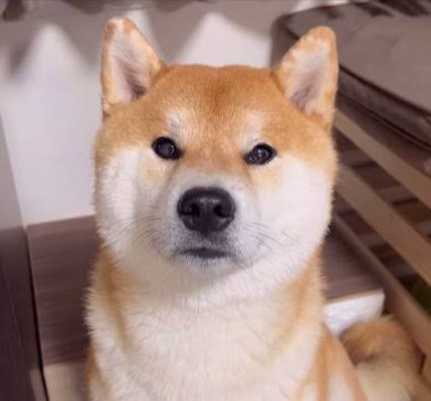 こちらをガン見してるような画像トピ