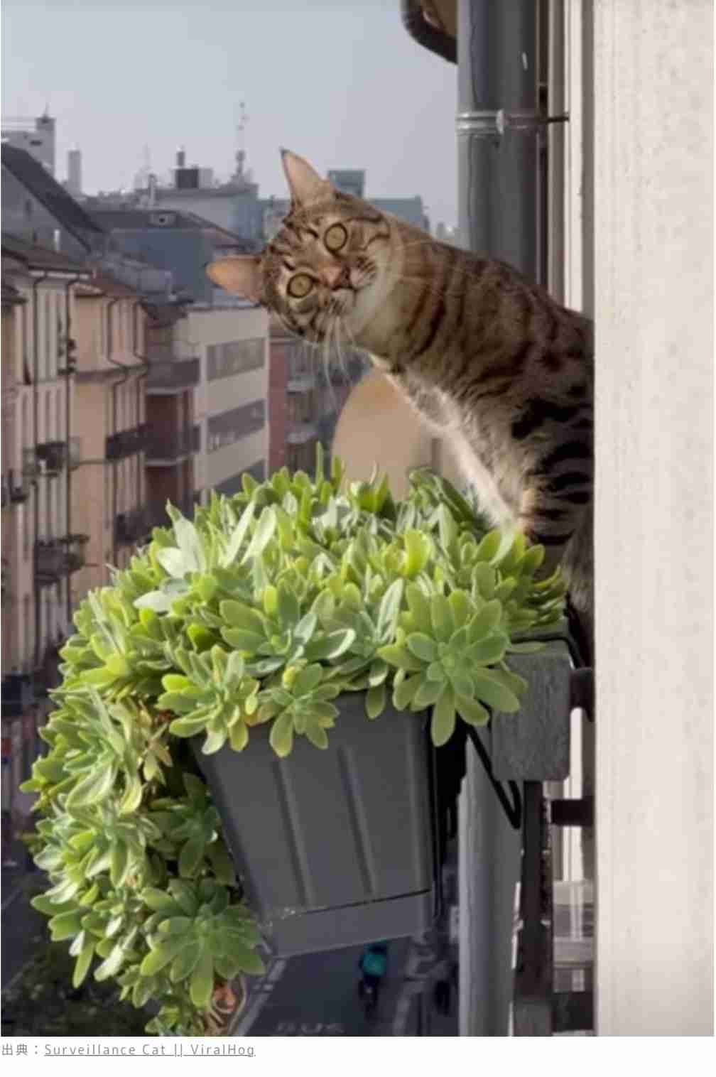 こちらをガン見してるような画像トピ