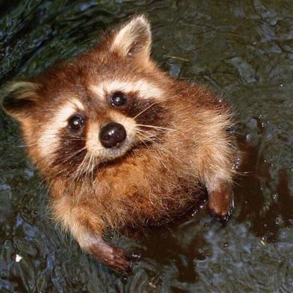 こちらをガン見してるような画像トピ