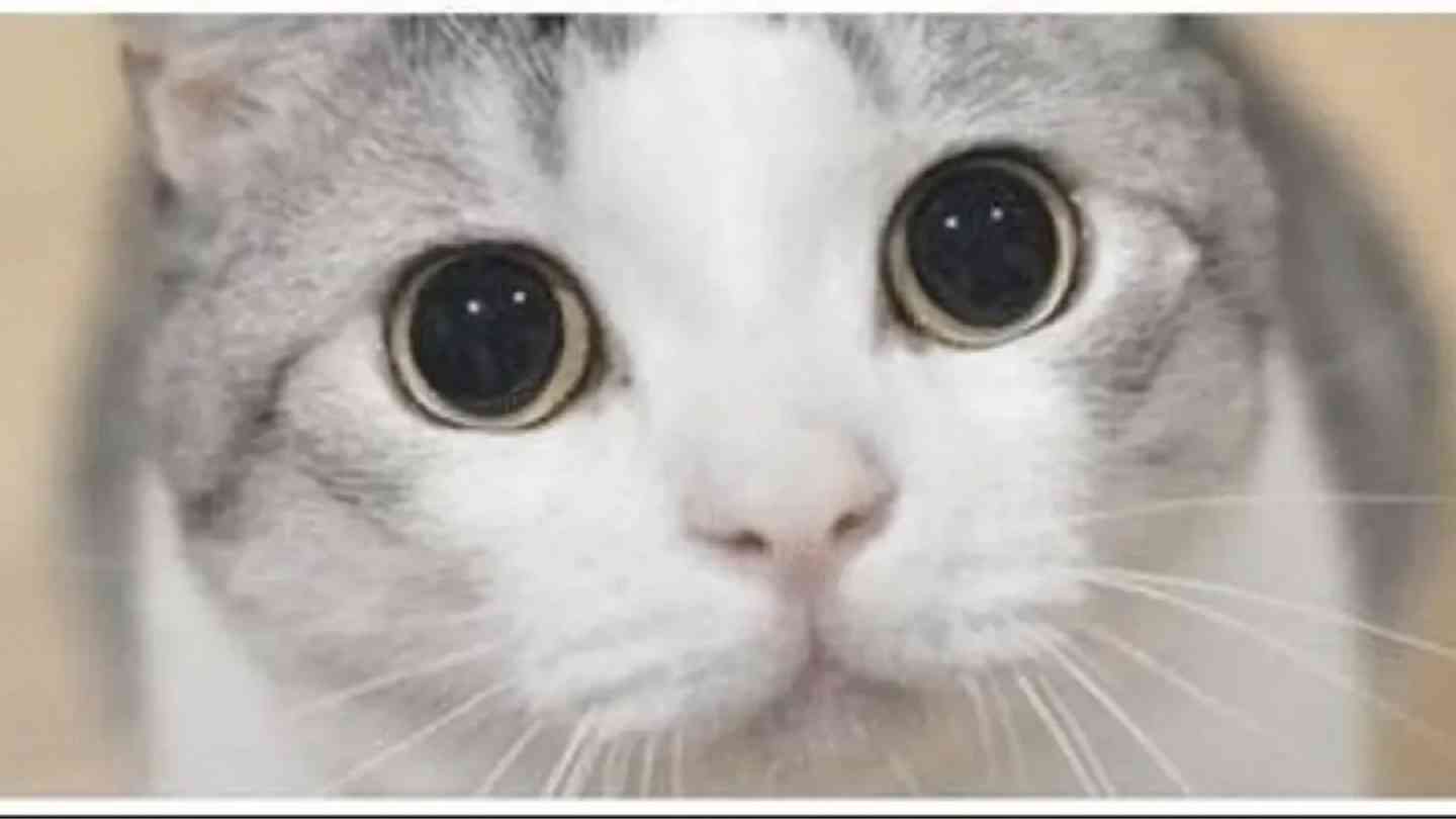 こちらをガン見してるような画像トピ