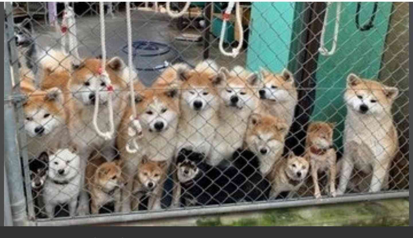 こちらをガン見してるような画像トピ