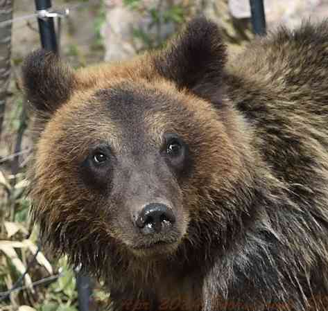 ヒグマ襲撃、前兆生かせず犠牲　数日前から登山者に付きまとい