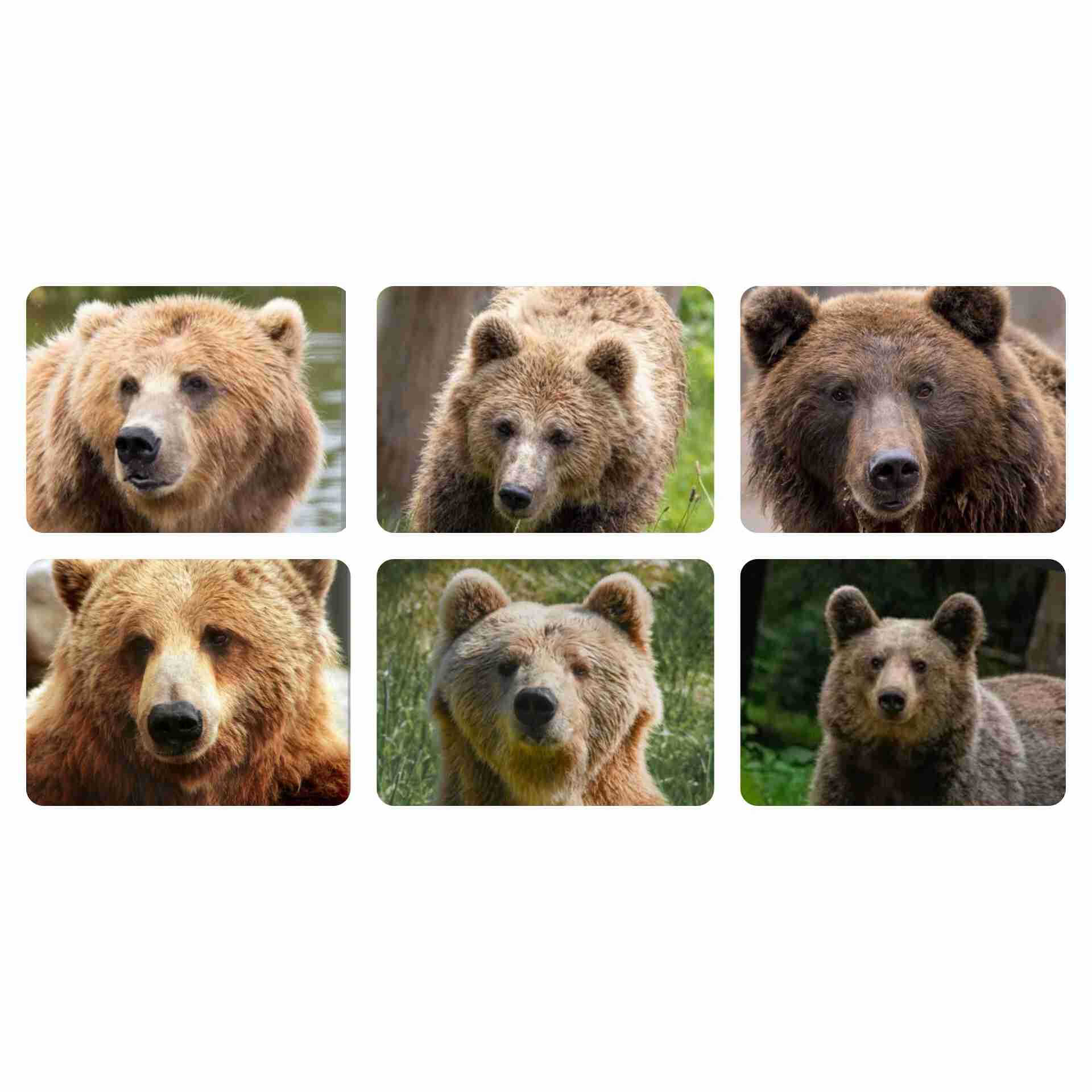 ヒグマ襲撃、前兆生かせず犠牲　数日前から登山者に付きまとい