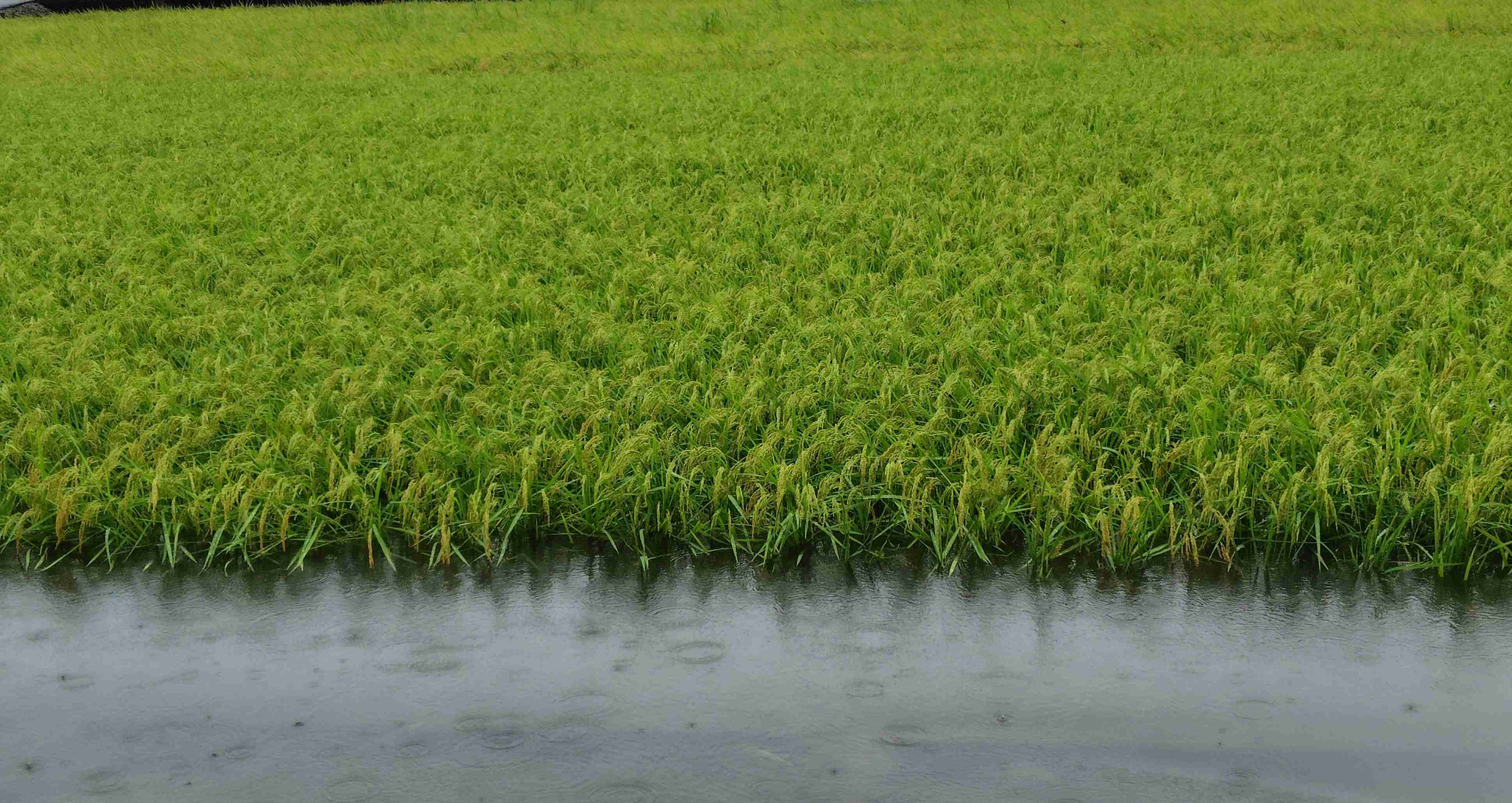 石川県 加賀地方で線状降水帯 危険性急激に高まる 厳重警戒を