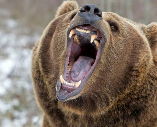 《都内を襲うクマ被害》「筋肉が凄い、犬と全然違う」青梅市の駐車場で目撃した“疾走する熊の恐怖”、行政は「檻を2基設置、駆除などを視野に対応」