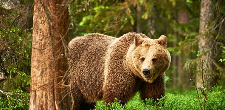 《都内を襲うクマ被害》「筋肉が凄い、犬と全然違う」青梅市の駐車場で目撃した“疾走する熊の恐怖”、行政は「檻を2基設置、駆除などを視野に対応」