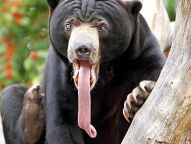 《都内を襲うクマ被害》「筋肉が凄い、犬と全然違う」青梅市の駐車場で目撃した“疾走する熊の恐怖”、行政は「檻を2基設置、駆除などを視野に対応」