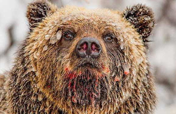 《都内を襲うクマ被害》「筋肉が凄い、犬と全然違う」青梅市の駐車場で目撃した“疾走する熊の恐怖”、行政は「檻を2基設置、駆除などを視野に対応」