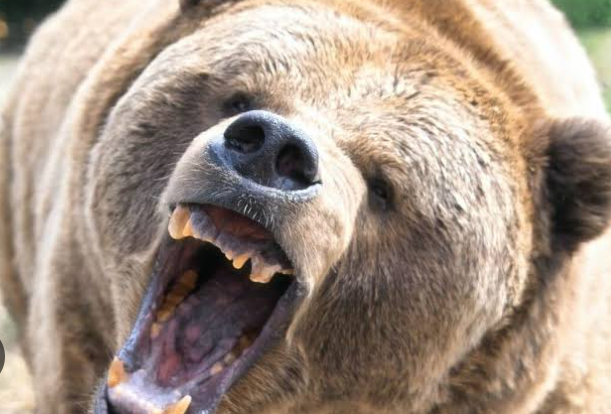 登山客が登山道から体長約1.5メートルのヒグマを目撃…クマは