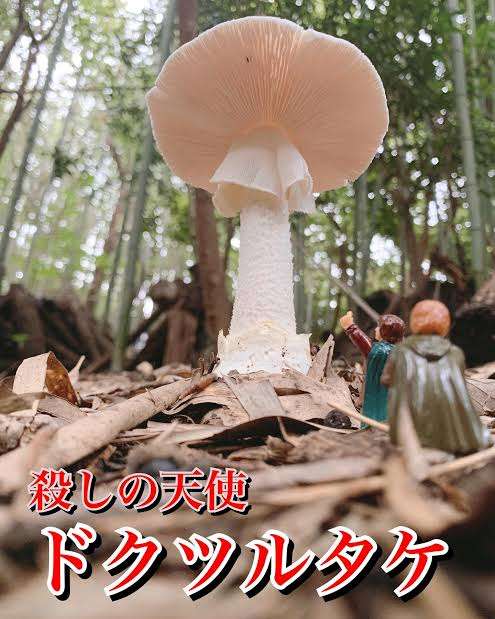 いろんな毒キノコが見たい
