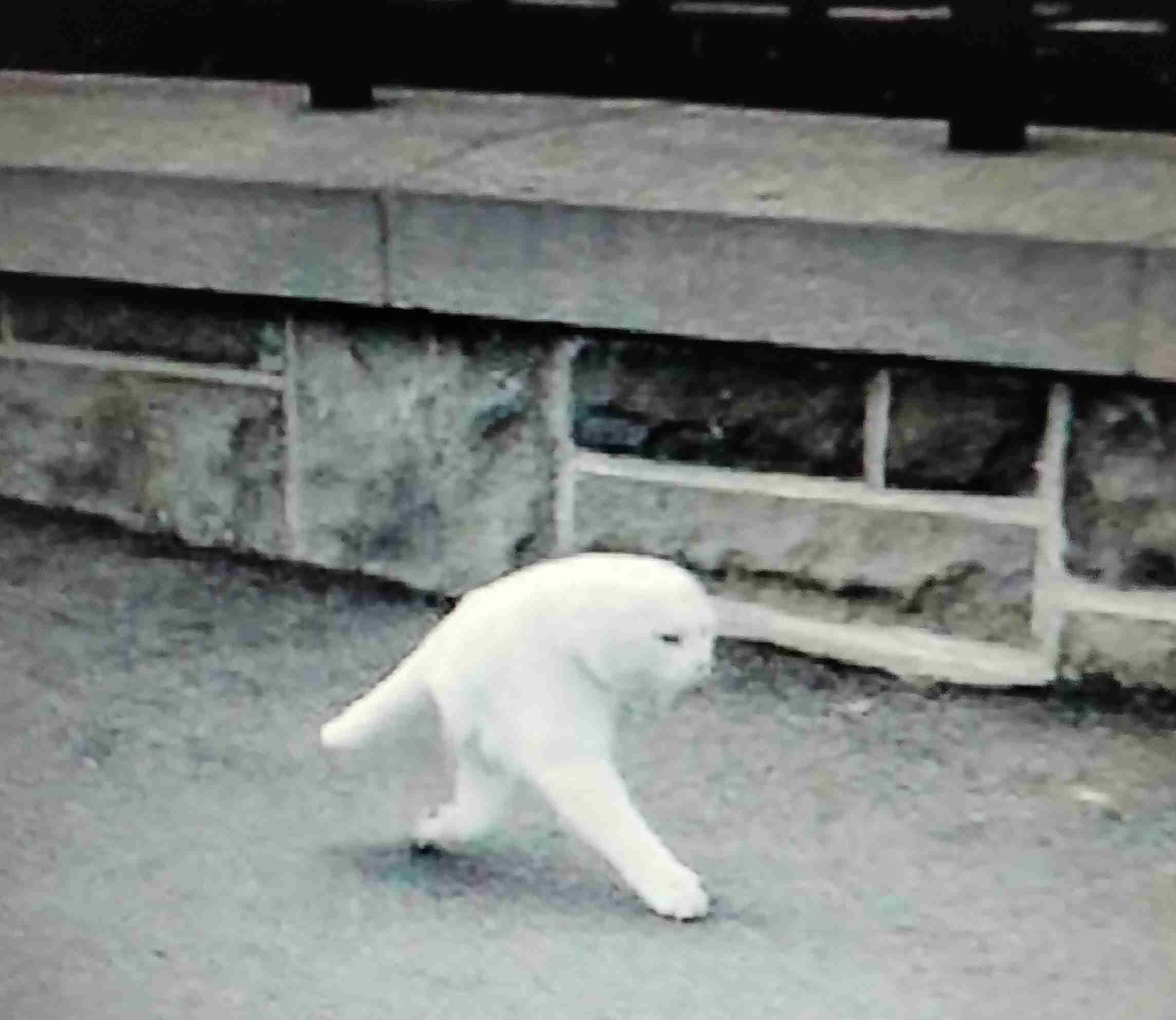誰も信用しないコメントを付けて画像を貼っていくトピ
