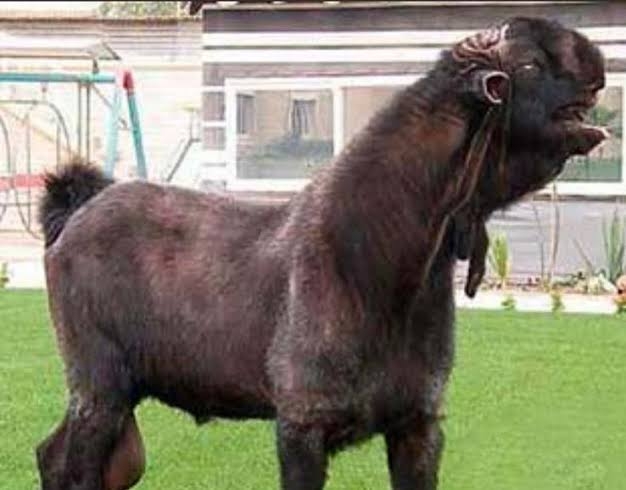 「腕折るけどいくら？」と富豪から…美女インフルエンサーが“ドバイ案件”の過酷な実態を暴露→動画が即非公開、「闇すぎ」とネット騒然