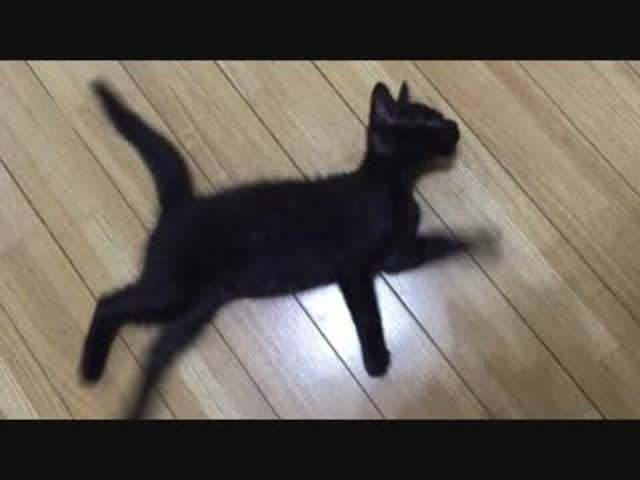 《深夜に猫地面にたたきつける動画》マルタで“猫殺し”容疑で逮捕の慶應卒エリート・オカムラサトシ容疑者の凶行と、マルタ国民の怒号「恥を知れ」「国外に追放せよ」