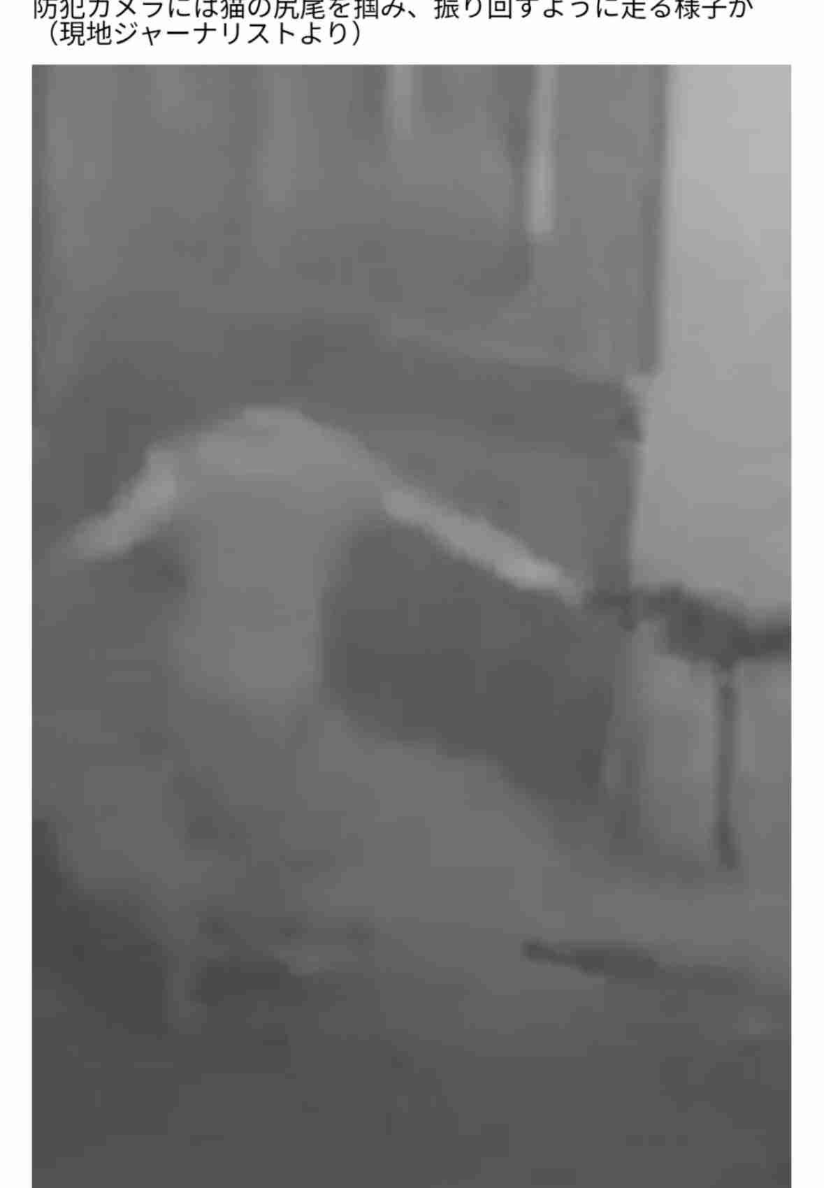 《深夜に猫地面にたたきつける動画》マルタで“猫殺し”容疑で逮捕の慶應卒エリート・オカムラサトシ容疑者の凶行と、マルタ国民の怒号「恥を知れ」「国外に追放せよ」