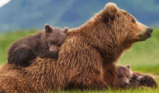 90代男性が死亡 クマに襲われた可能性 住宅内で見つかり体から出血 秋田・大仙市