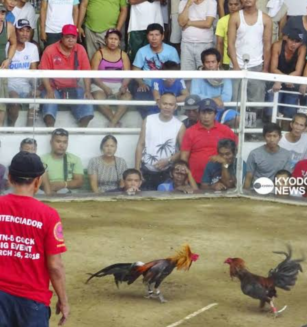 「闘鶏」は動物虐待、愛護団体が禁止訴え　沖縄県は慎重姿勢「実態把握できていない」
