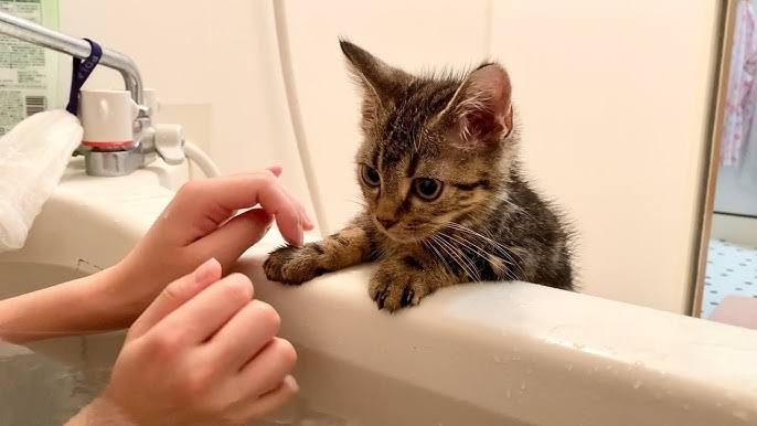猫の偉いところ自慢トピ
